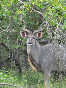 Kudu Bul 