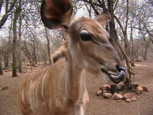 Kudu 