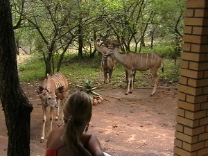 Kudu 