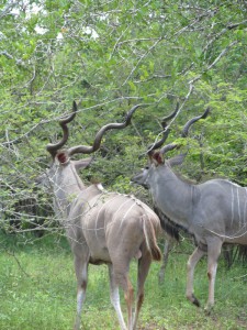 Kudu 