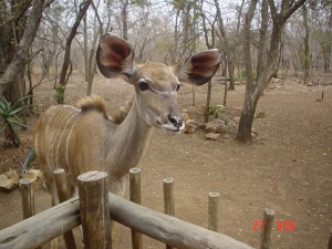 Kudu 