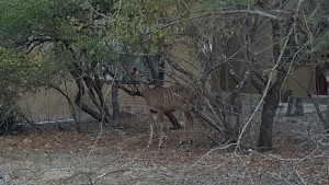 Kudu 